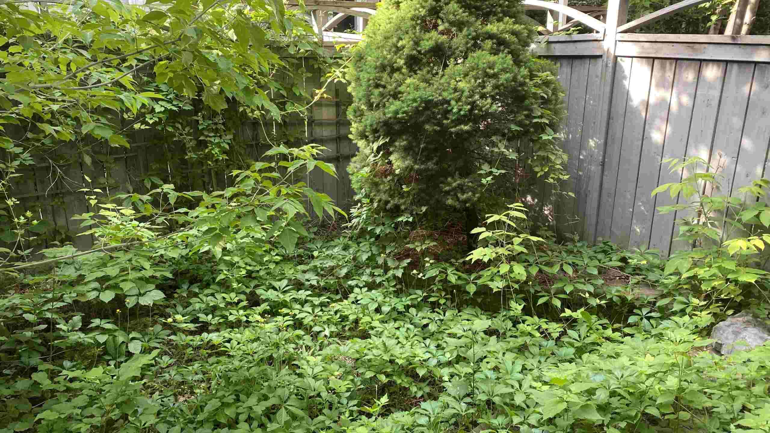 Overgrown fence line and path area ready for clearing