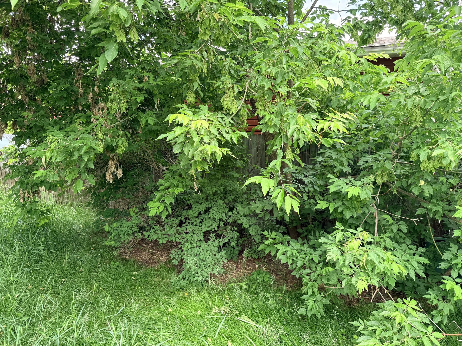 Back corner before overgrowth cleanup with branches blocking the space