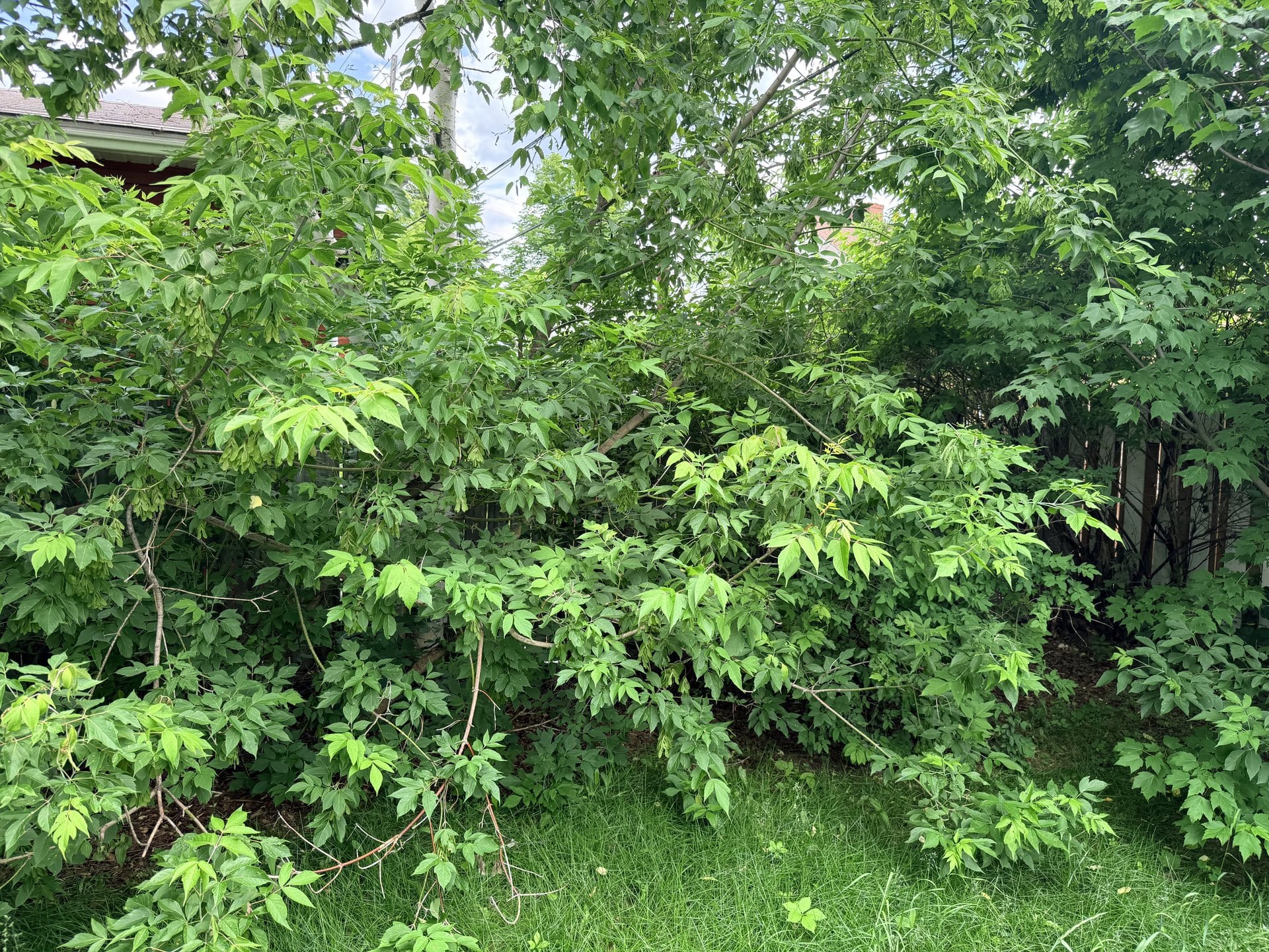Overgrown back corner before branch trimming and brush cleanup
