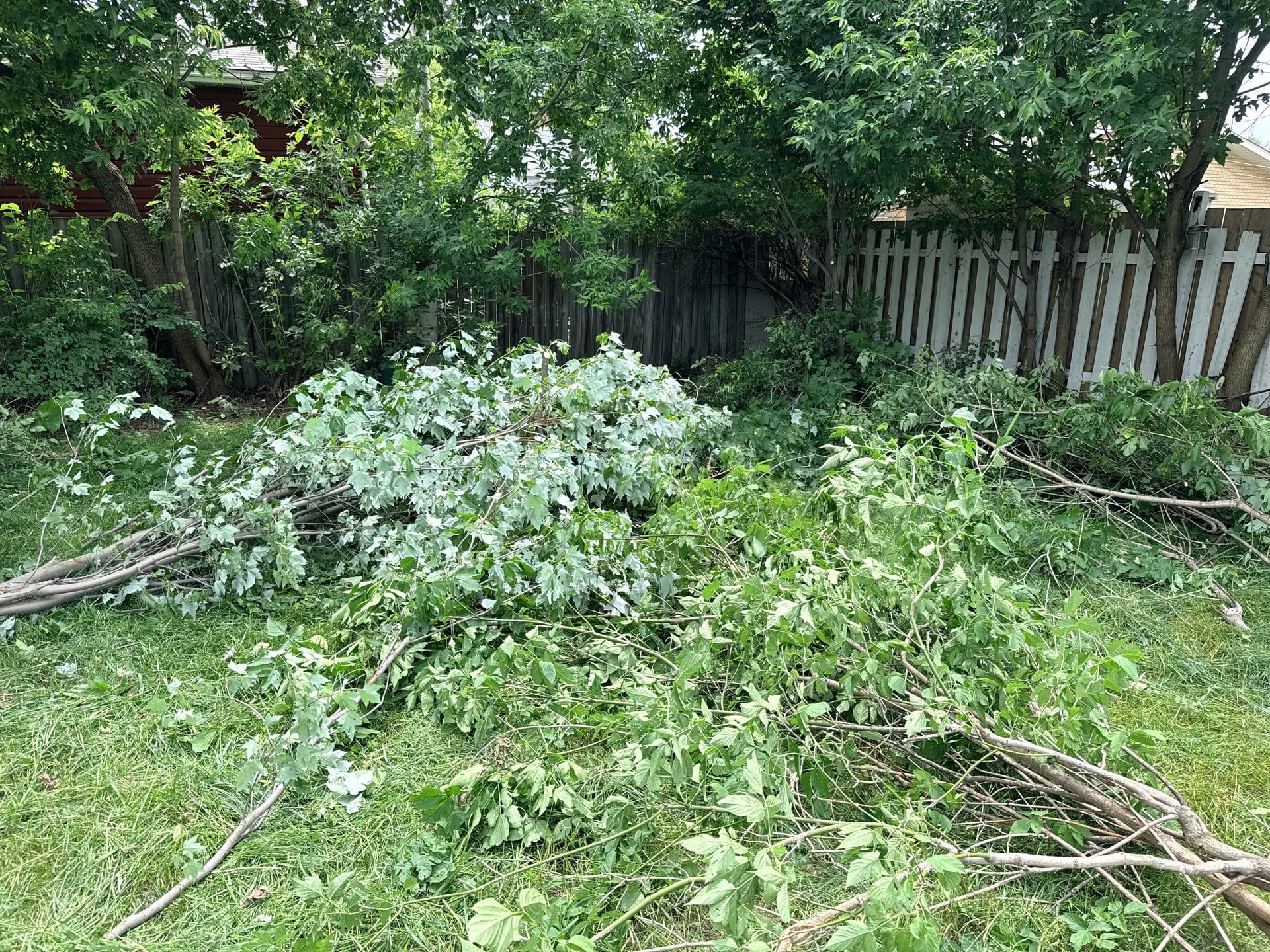 Cut branches staged in the yard during backyard overgrowth cleanup