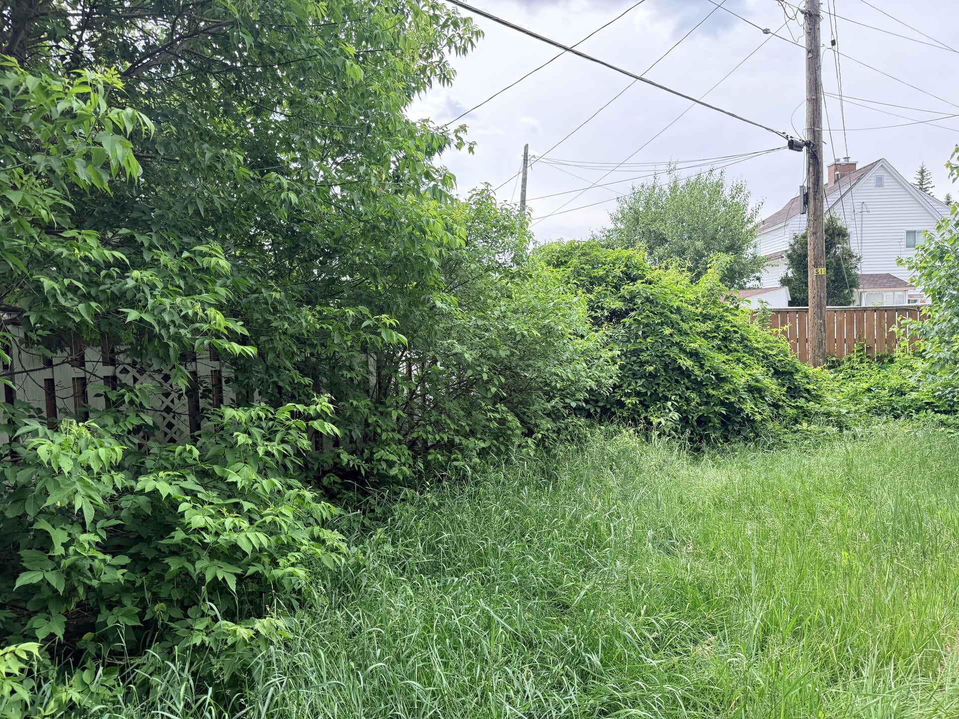 Backyard fence line before clearing with tall grass and heavy overgrowth