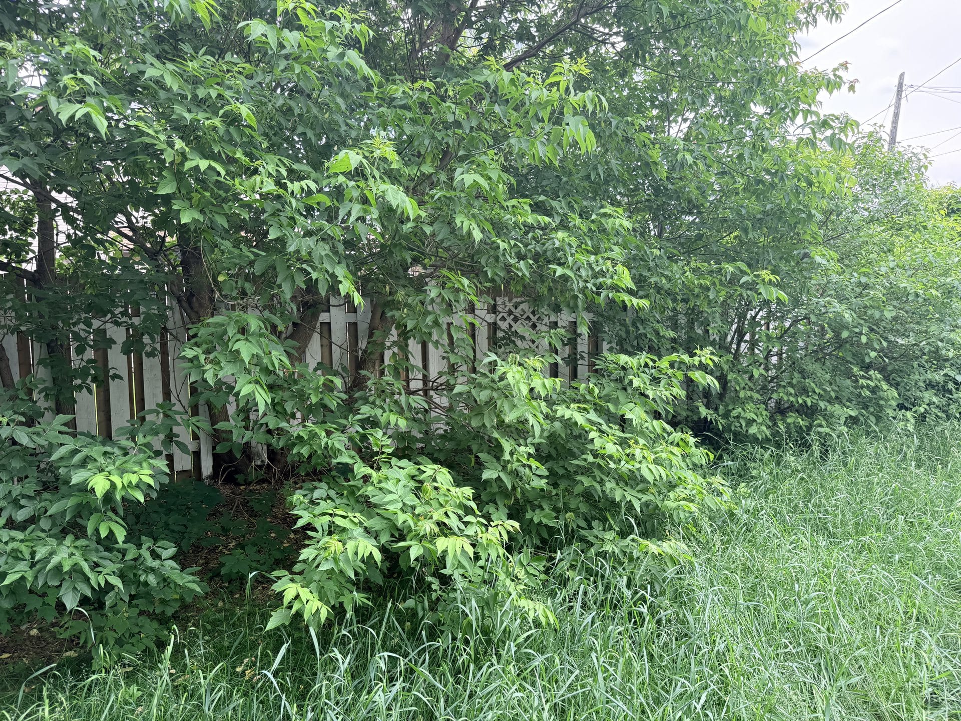 Dense backyard brush before fence-line clearing