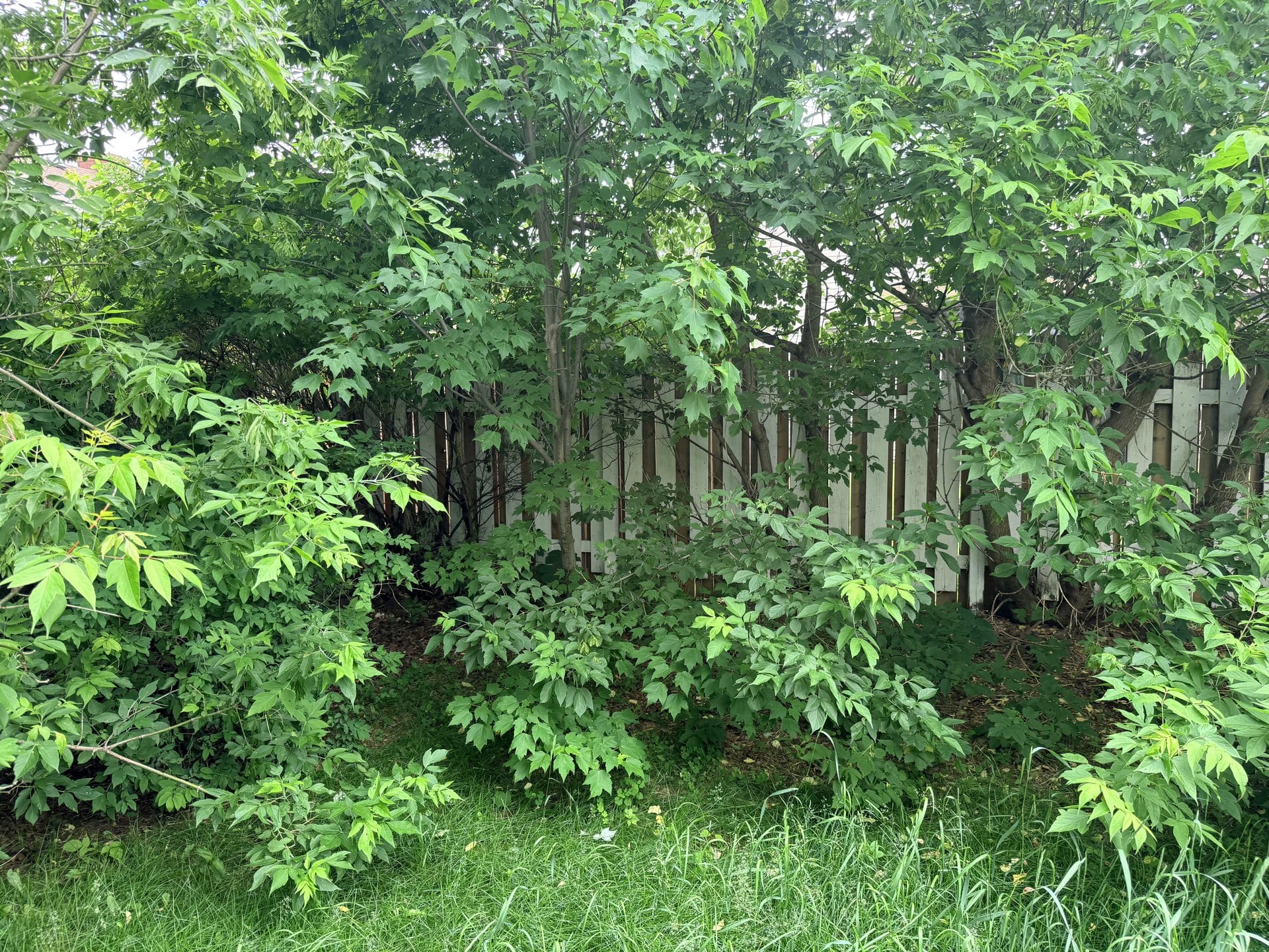 Back fence hidden by unmanaged saplings and ground growth before clearing
