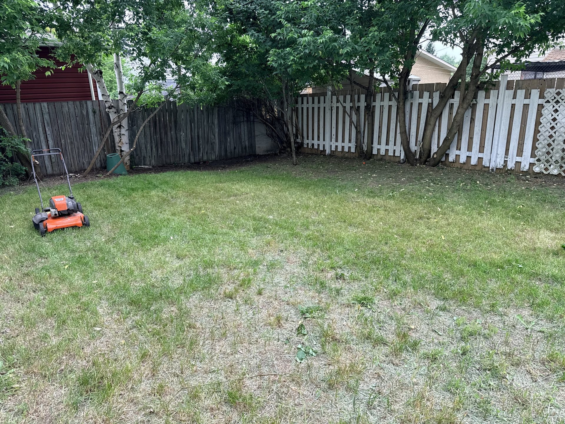 Backyard after clearing with open lawn and trimmed fence edges