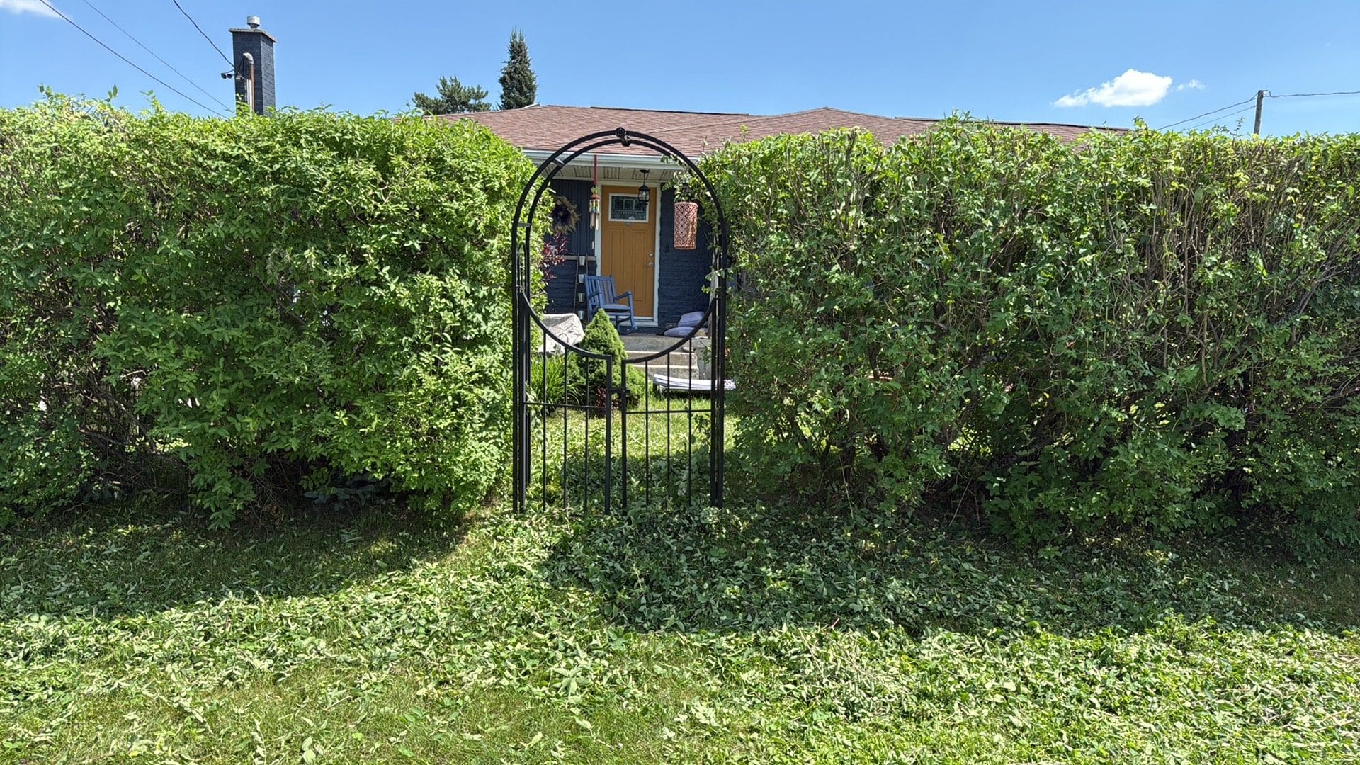 Front hedge after height reset with cleared trimmings on the lawn