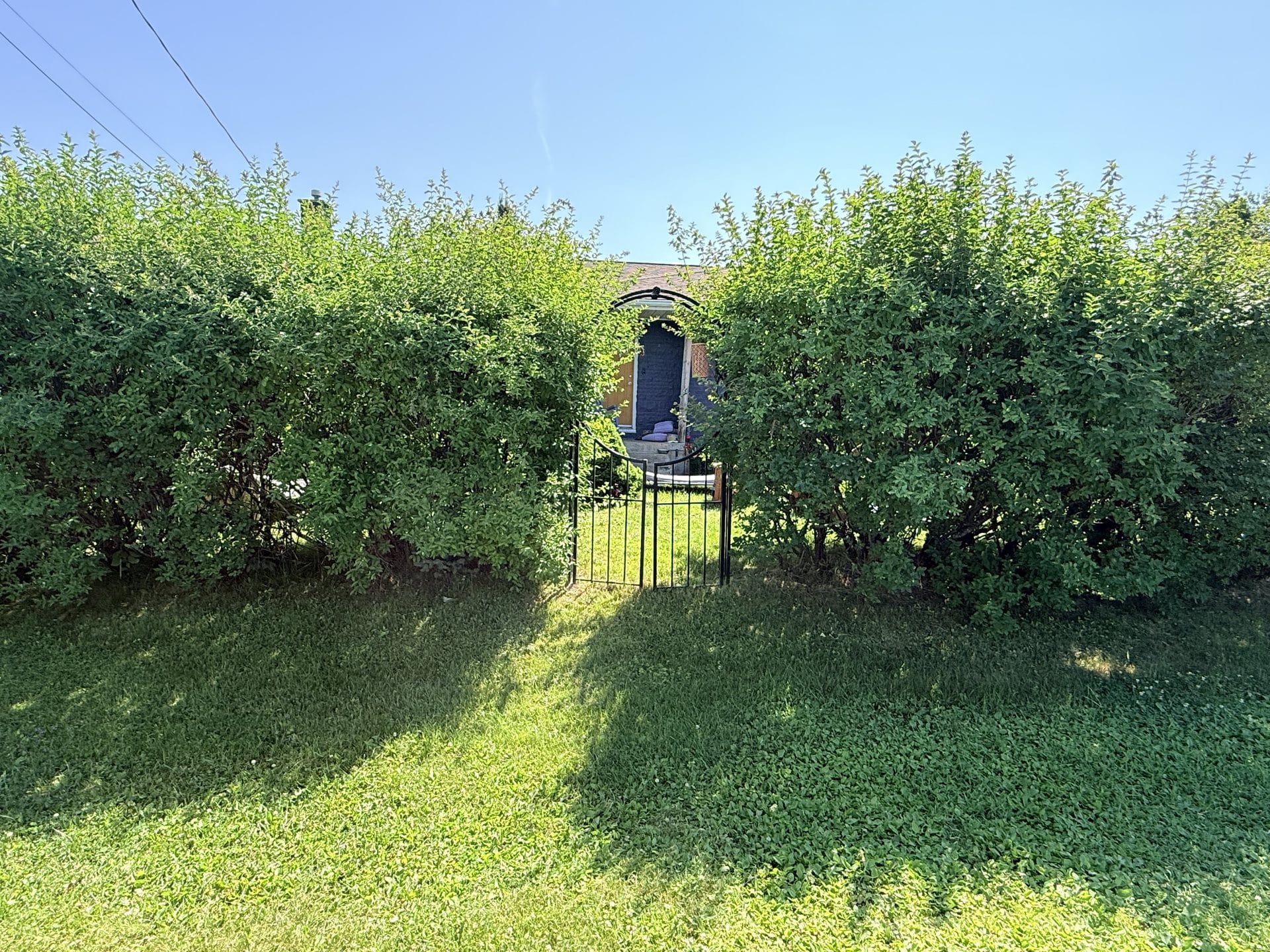 Tall front hedge before a height reset and trimming cleanup