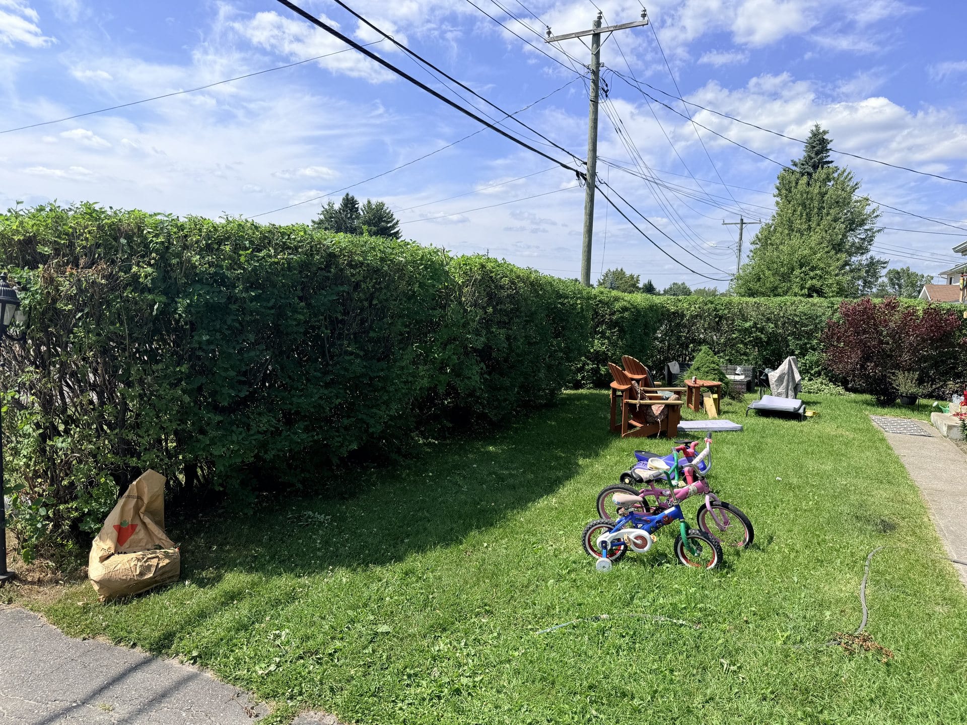 Side yard hedge after trimming with a cleaner boundary line